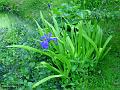 2003-0525Iris