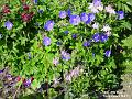 2003-0528blueflowers