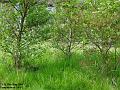 2003-0529Forest