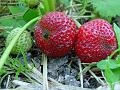2003-0606strawberries