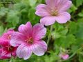 2003-0607pinkflower