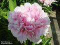 2003-0610pinkflower