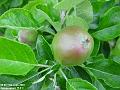 2003-0611Apples