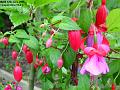 2003-0612Fuchia