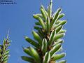 2003-0613lupinseeds