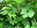 2003-0617grapes