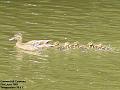 2003-0623Ducks