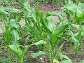 2003-0625corn