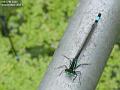 2003-0627damsel