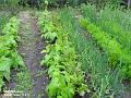 2003-0628veggies