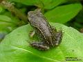 2003-0629frog