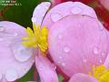 2003-0630begonia