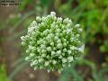 2003-0703alium