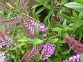 2003-0704Hebe