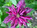 2003-0706Flower