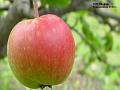 2003-0707apple