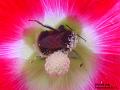 2003-0708bee