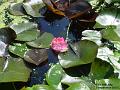 2003-0710lily