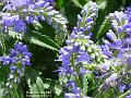 2003-0711BlueFlowers