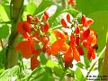 2003-0713Runnerbeans