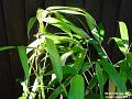 2003-0714Bamboo