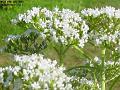 2003-0715whuteflowers