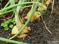 2003-0717Onions