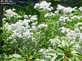2003-0719whiteflowers