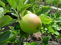 2003-0720apple