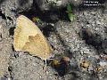 2003-0721butterfly