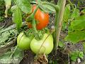 2003-0722Tomatoes