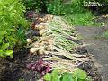 2003-0724onions