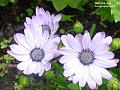 2003-0726daisies