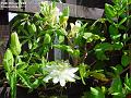 2003-0727passion-honeysuckle