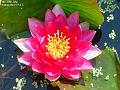 2003-0728lily
