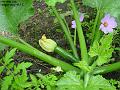 2003-0729corgette