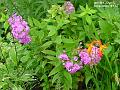2003-0730flowers