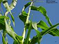 2003-0803corn