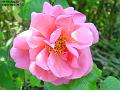 2003-0804rose