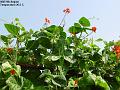 2003-0805beans