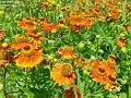 2003-0806arthurflowers