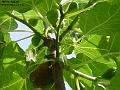 2003-0807figs