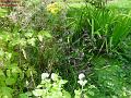 2003-0809pond