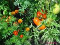 2003-0812tomatoes