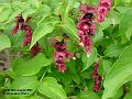 2003-0816PhesantBerry