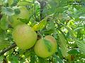 2003-0817apples