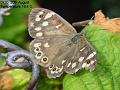 2003-0819butterfly