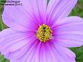 2003-0823hoverfly