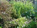 2003-0831garden