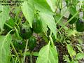 2003-0902chillies